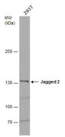 Jagged 2 antibody