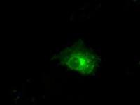 Claudin 5 antibody [1G4]