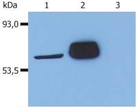 Lck antibody [LCK-01]
