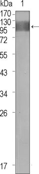 VEGF Receptor 1 antibody [3D10]