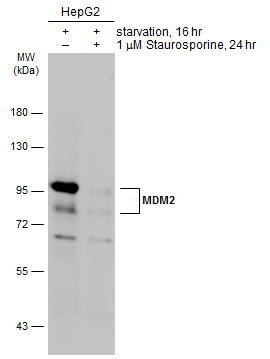 MDM2 antibody [SMP14]