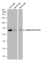 alpha Internexin antibody