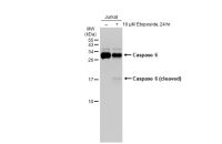 Caspase 6 antibody [GT1154]