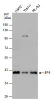 Prostaglandin E Receptor EP1 antibody