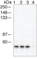 beta Arrestin 1 (phospho Ser412) antibody