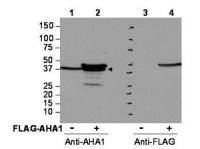 AHA-1 antibody