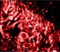 Ryanodine Receptor antibody [C3-33]