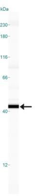 Caspase 7 antibody [Mch3 1-1-11]