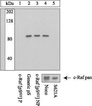 Raf1 (phospho Ser621) antibody