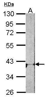 Adenosine A1 Receptor antibody [N3C2], Internal