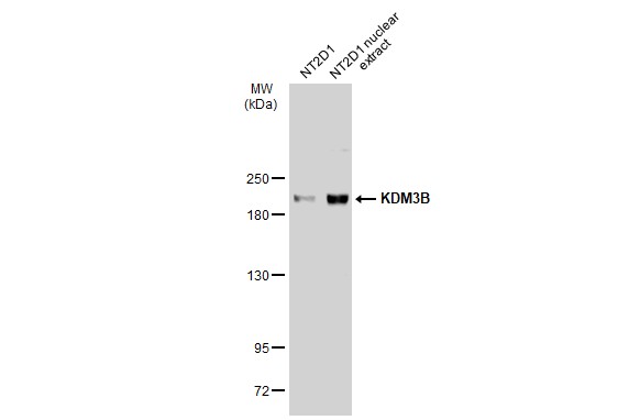 KDM3B antibody [C2C3], C-term
