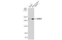 KDM3B antibody [C2C3], C-term