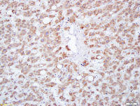 MFSD2A antibody