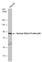 Nuclear Matrix Protein p84 antibody