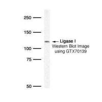 DNA ligase I antibody