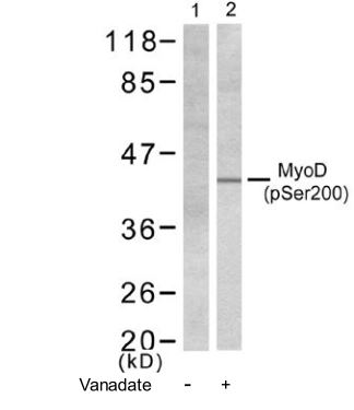 MyoD1 (phospho Ser200) antibody
