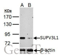 SUPV3L1 antibody [C2C3], C-term