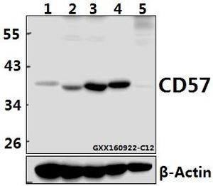CD57 antibody [4G2]