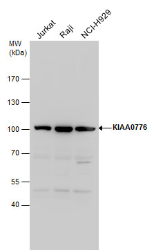KIAA0776 antibody