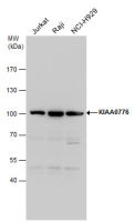 KIAA0776 antibody