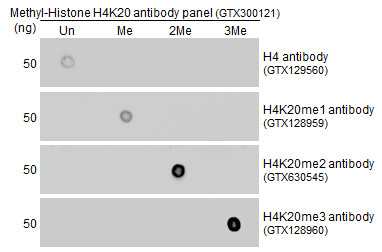 Histone H4K20me3 (trimethyl Lys20) antibody