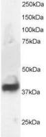 Septin 3 antibody, N-term