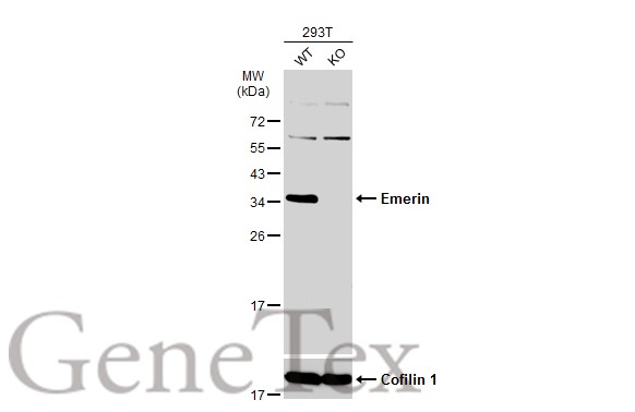 Emerin antibody