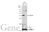 Emerin antibody