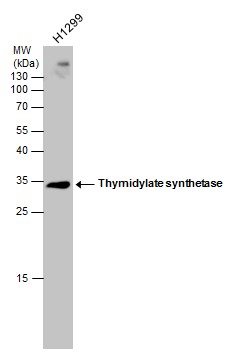 Thymidylate synthase antibody [N3C3]