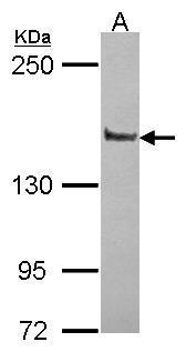 Liprin alpha 1 antibody [N1N2], N-term