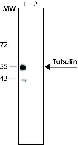 Tubulin antibody