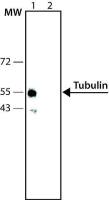 Tubulin antibody