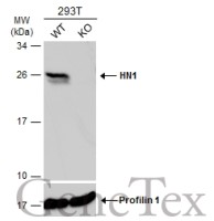HN1 antibody