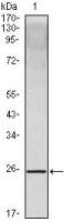 IL10 antibody [3C12C12]