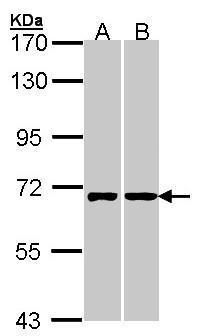 RIC8A antibody