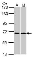 RIC8A antibody