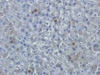 Leptin Receptor antibody