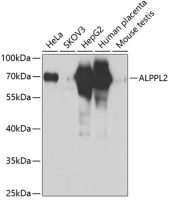 ALPPL2 antibody