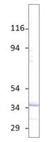 Aquaporin 6 antibody
