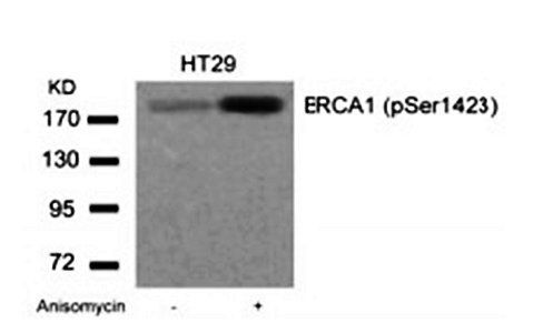 BRCA1 (phospho Ser1423) antibody