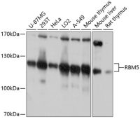RBM5 antibody