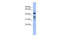 RBM9 antibody, Internal
