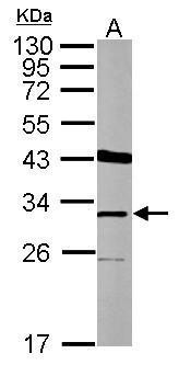 THAP11 antibody