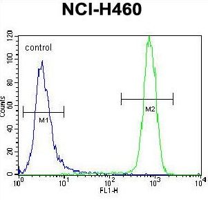 c-Kit antibody, N-term