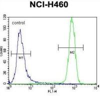 c-Kit antibody, N-term
