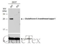 Glutathione S-transferase kappa 1 antibody [N1C2]