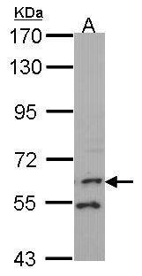 FMO1 antibody [N2C1], Internal