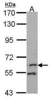 FMO1 antibody [N2C1], Internal