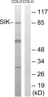 SIK antibody