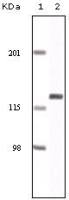 EphA2 antibody [1B3C7]